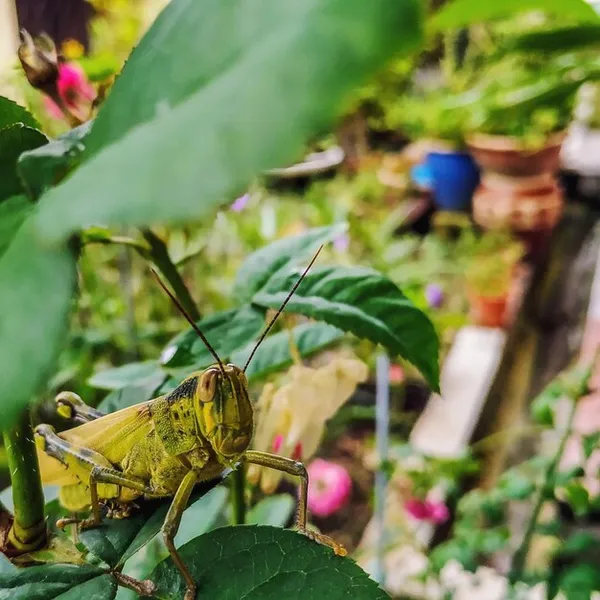 insectos beneficiosos para las plantas y otros animales aliados del huerto, descubre su importancia