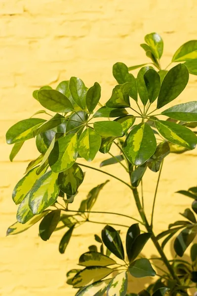 Hojas amarillas en el limonero: causas y cómo salvar tu árbol