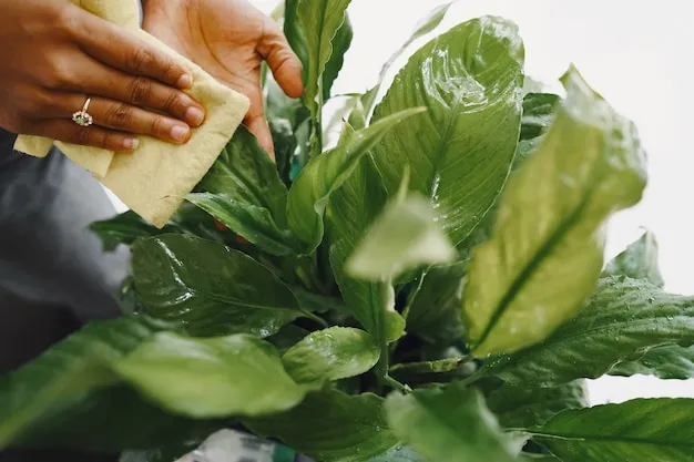 la crisopa, aliado perfecto para combatir el pulgón en tus plantas