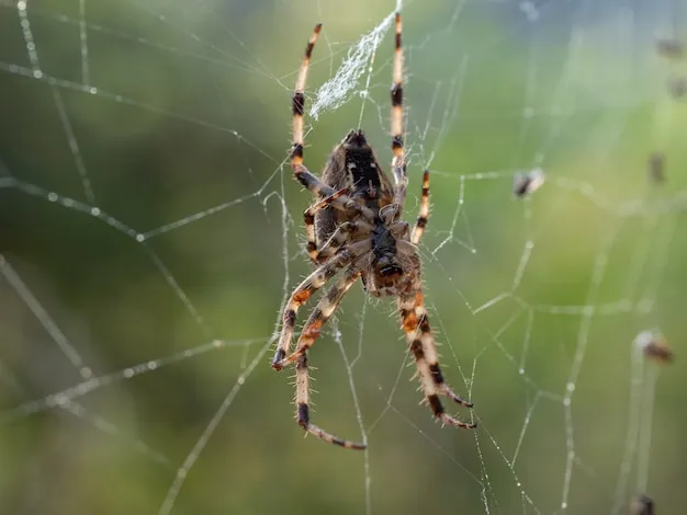 las arañas más peligrosas en la huerta y cómo identificarlas