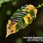 Manchas en las hojas de las plantas, cómo identificar y tratar el problema