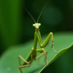 Mantis religiosa, el intrigante bicho Santa Teresa