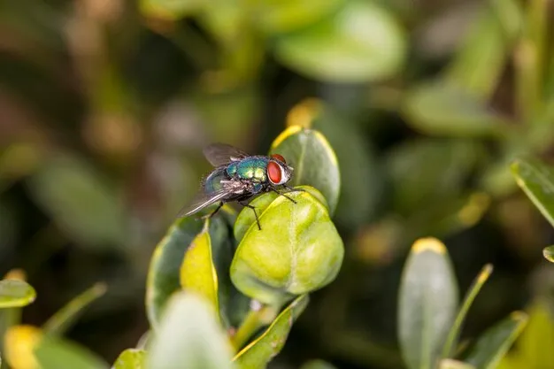 mosca soldado y su larva en el huerto: cómo afectan y benefician tu espacio verde