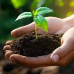 Nutrientes de las plantas y sus funciones, entendiendo su importancia