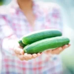 Por qué el calabacín o calabaza no da flores hembra, entendiendo su ciclo reproductivo