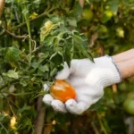 Purín de tomate como insecticida efectivo para plagas en el huerto