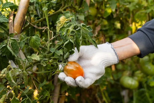 Purín de tomate como insecticida efectivo para plagas en el huerto