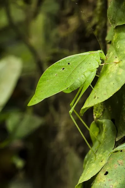 qué es el mildiu y cómo afecta a las plantas en guatemala