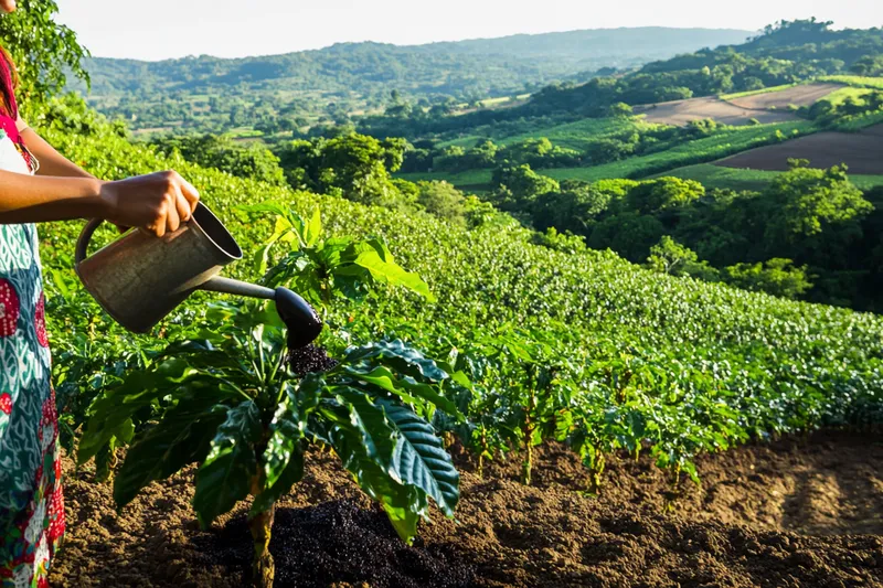 té de humus, abono foliar revitalizante y regenerador de suelos