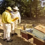 Cómo cuidar las colmenas durante el invierno para mantener la salud de las abejas